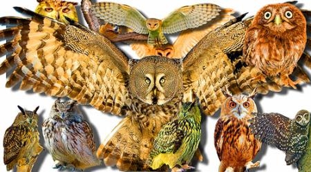Клипарты для фотошопа - Лесные совы